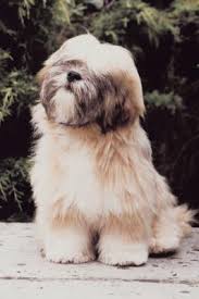 Today, we can easily see that technology has progressed very much. Lhasa Apso Hairstyles