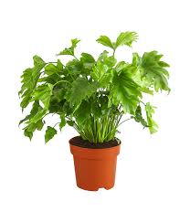 Philodendron 'little hope' ppaf (philodendron hybrid) a dwarf selection of the popular 'hope' philodendron, 'little hope' is ideal for smaller containers in interior spaces. Philodendron Little Hope Dehner