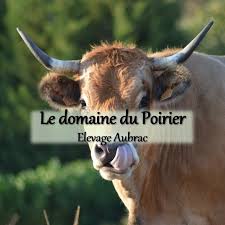 Vache limousine stock photos vache limousine stock images. Eleveurs De Bovins Loire 42 Bovins En Vente Directe Producteur