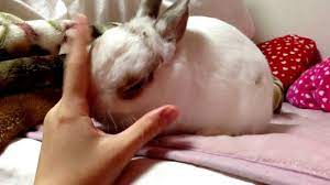 うさぎのなめる行動15パターンの意味｜手や顔、毛布、自分を舐める理由 | bunnylover（バニラバ）