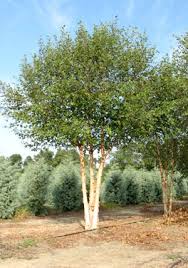 River Birch Trees For Sale Near Me River Birch Duraheat River Birch Plants Landscape