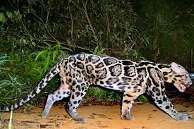 Feds seize 68 big cats from tiger king. That New Species Of Big Cat Turns Out It S Actually Two New Species Csmonitor Com