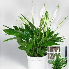 Maybe you would like to learn more about one of these? Wachsblume Porzellanblume Pflanzen Pflege Und Tipps Mein Schoner Garten