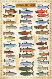 Details About Sport Fly Fishing Salmon And Trout 17 Species Wall Chart Poster