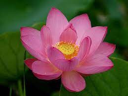 National Flower Of India Lotus Flowers Pink Lotus Beautiful Flowers Wallpapers