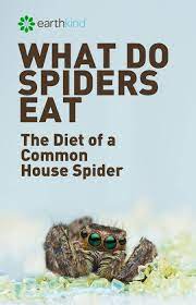 Spiders are a part of life, and can even be a beneficial form of pest control in your garden. What Do Spiders Eat Diet Of Common House Spiders