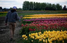 Tulip is the common name for any member of the thousands of varieties and about 100 species of bulbous plants comprising the genus tulipa of the flowering plant family liliaceae. Mother S Day Bouquets How Five Friends Saved A Tulip Farm From Covid 19 The New York Times