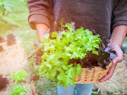 Jun 27, 2021 · once leaves begin to appear and they are about 4 inches (10 cm.) long, you can begin harvesting leaf lettuce. How To Pick Lettuce So It Keeps Growing Garden Eco