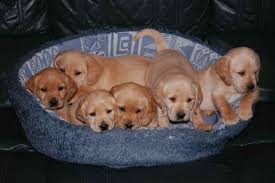 We did not find results for: Labrador Cocker Spaniel Mix Puppies For Sale Petsidi