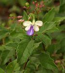 Image result for Rotheca teaguei