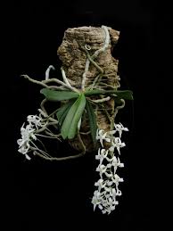 Image result for Aerangis kotschyana