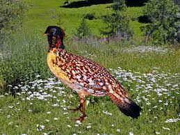 Cabot's tragopan