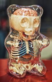 Soft Outside Crunchy Inside This Delicious Gem Reminds Me Of The Invisible Man Anatomic Plastic Model I Had Gummy Bear Cabinet De Curiosite Personnage Fictif