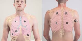 Learn about chest wall anatomy. Chest Wall Amboss