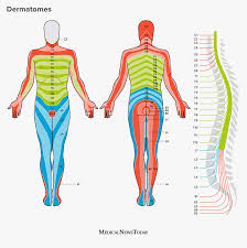 A coccygeal nerve pair : Dermatomes Definition Chart And Diagram