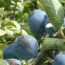 Check spelling or type a new query. Sloe Fruit Nutrition Facts Sloe Fruit Health Benefits