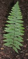Image result for Arthropteris