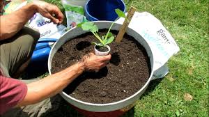 We did not find results for: Growing Squash Zucchini Cucumber Melons Too In Large Containers Soil Set Up Planting Youtube