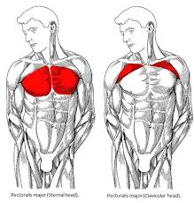 The point of origin of chest pain can be any one of the organs in the chest, namely heart, lung, or esophagus, or from the components of the chest wall. Build A Big Chest The Best Chest Workout For Mass Jacked Factory