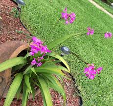 Maybe you would like to learn more about one of these? Ground Orchids South Florida Ground Orchids Beautiful Orchids Orchids