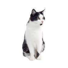 ‪Feral Cats | Pest Solutions‬‏
