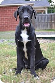 We have always loved and had animals of all types. 20 Labradanes Ideas Dogs Great Dane Puppies