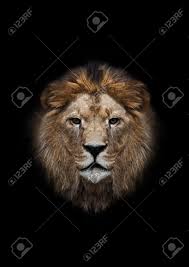 The Head Of A Lion On A Black Background Stock Photo Picture And Royalty Free Image Image 23438580 Poster lion sur un fond noir. the head of a lion on a black background