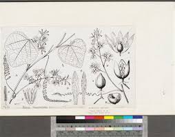 Image result for Adenia bequaertii
