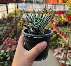 Image result for Habenaria attenuata