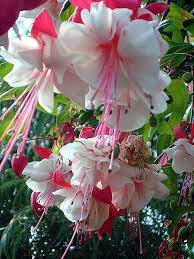 Fuschia Trumpets Print By Kylani Arrington Beautiful Flowers Fuchsia Flowers Pretty Flowers