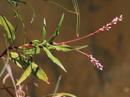 Image result for Persicaria decipiens