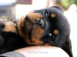 Omg I Want One Schattige Dieren Honden Dieren