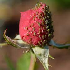 Homemade Insecticide To Kill Bugs On Rose Bushes Hunker Homemade Insecticide Garden Insects Bugs On Roses