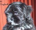 Lhasa Apso Puppies for Sale - PuppyFind