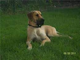 Coat and color the great dane has a short, smooth coat. Brindle And Fawn Great Dane Puppies For Sale In Minneapolis Minnesota Classified Americanlisted Com