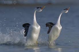 Birds With Human Arms Gif Https Encrypted Tbn0 Gstatic Com Images Q Tbn 3aand9gctkuj7nyr7fdilfszakrkwtlprmbbdlzxxxya Usqp Cau