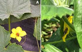 Image result for how to self pollinate cucumbers