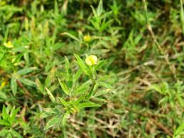 Image result for Stylosanthes fruticosa