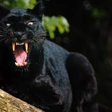 The black coat is caused by a gene that produces a dark pigment. Unfurgettable Why The Beast Of Cumbria Just Won T Go Away Animals The Guardian