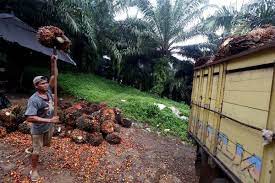 Bunga muncul dari ketiak daun. Target Replanting Kebun Sawit Sulit Tercapai Ekonomi Bisnis Com