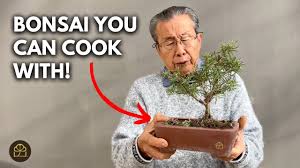 Image result for rosemary bonsai