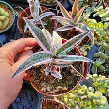 Image result for Ledebouria Unidentified sp. no5.