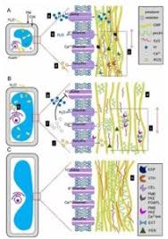 Maybe you would like to learn more about one of these? Plantae Review The Role Of Auxin In Cell Wall Expansion Oa Plantae