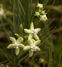 Image result for Kanahia laniflora