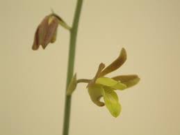 Image result for Eulophia hereroensis