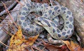 Southern Hognose Snake Heterodon Simus Http Srelherp Uga Edu Snakes Hetsim Htm Hognose Snake Snake Reptile Snakes