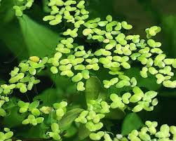 Image result for Lemna minor