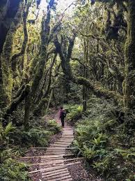 Goblin Forest Egmont National Park New Zealand Travel Guide Moon Honey Travel New Zealand Travel New Zealand Travel Guide Hiking New Zealand