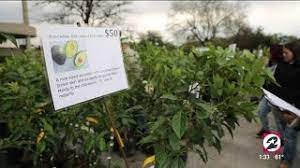 Citrus may only be transported to harris, montgomery & fort bend counties. Gardening With A Purpose At The Urban Harvest Fruit Tree Sale Houston Life Kprc 2 Youtube