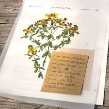 You are standing in front of your first herbarium project and looking. Pin On Herbarium